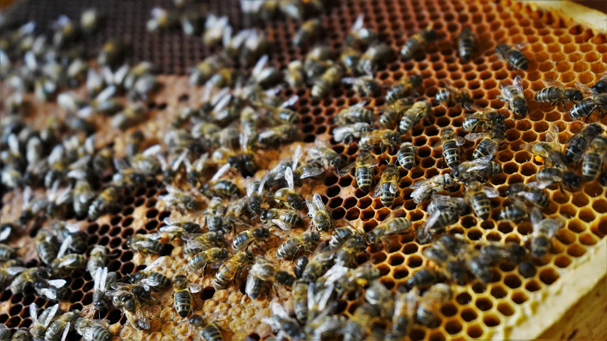 Bienen
